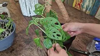 Moss Pole Amazon How to Use /Indoor plant Monstera care /Bendable moss pole