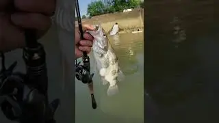 素晴らしい釣り|インドのEe| | 素晴らしい魚を捕まえる short video#P208