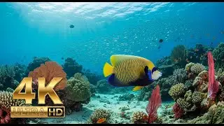 🌅 Deep Sea Aquarium 4K – Tranquil Fish Swimming & Soothing Background Music