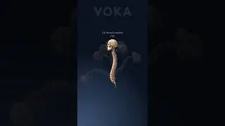 Explore the spine in 3D with VOKA 3D Anatomy & Pathology #3danatomy
