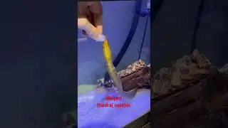 The freshwater Tiger Moray Eel! Also known as (Gymnothorax Polyuranodon)