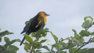 Yellow-headed Blackbird