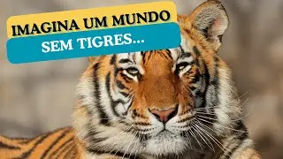 O Que Aconteceria Se Os Tigres Fossem Extintos ? Como Isso Impactaria o Ecossistema ? 🐅