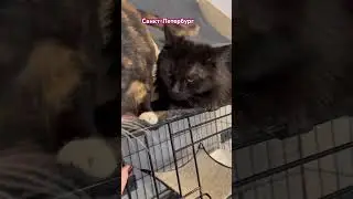 Всем котикам ищу семьи
