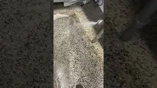 Stripping extremely dirty terrazzo floors. Never been cleaned.