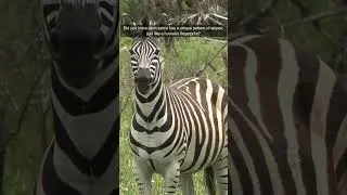 Stripes of Mystery: Discovering the Fascinating World of Zebras in the African Savanna