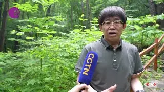 Chinese Scientists Achieve Significant Progress in Forest Carbon Data Research