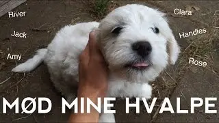 Mød mine hundehvalpe!