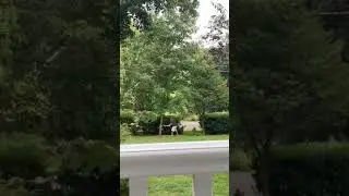 Cutting down a maple tree 🌲