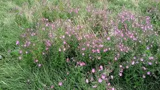 SUNNY HILL PARK: HENDON, LONDON 🏴󠁧󠁢󠁥󠁮󠁧󠁿