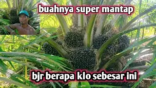 Superior oil palm harvest PPKS dumpy 39 months old