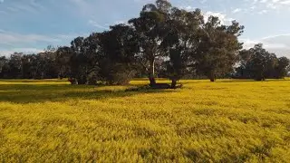 Relaxing Canola Field - 4K Drone Footage- Relaxing - DJI Mavic AIR