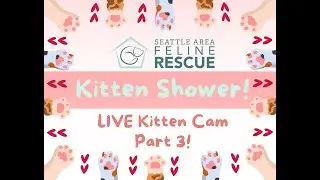 SAFe Rescue Kitten Shower Kitten Cam Part 3!