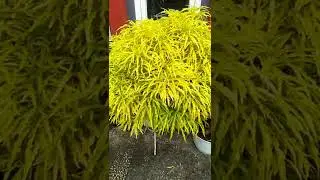 Tanaman hias bunga brokoli kuning