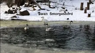 Swan Smorgasbord of behavior