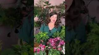 How to Care for Poinsettias // Holiday Plant Care