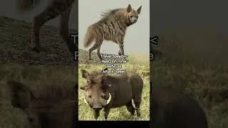 African vs European Animals pt5