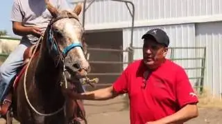 Learn about NAAP's Equine Program - Sunka Wakan Otakuye (Horse Wisdom)