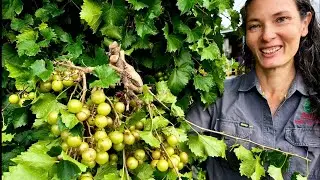 The Truth About Grapes in Humid Climates – Muscadine vs European