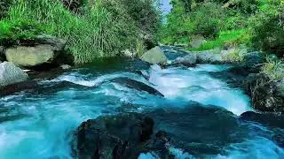 Forest River Water Flow Ambience, Mountain Stream, Sleep