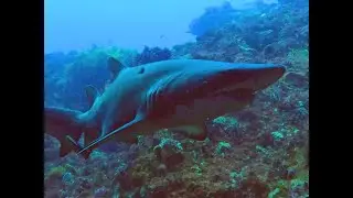Diving Shark Cave, Rottnest Island