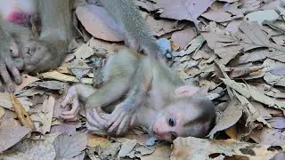 Little Lily real so pity ....How mom Libby keep her Lily well on the ground |