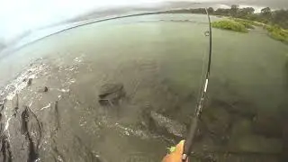 Banded Grunter Point Vernon 7 1 21