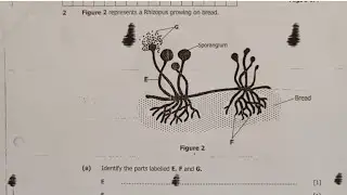Rhizopus growing on bread | Biology.