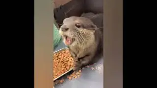 Otter Don-Chan making cute Nomnom noise😂🦦😋|Cute Otter #otternoise #ytshorts  #ytviral #funnyvideos