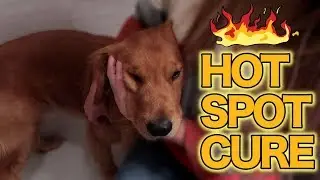 HOT SPOT TREATMENT | HOME REMEDY | Dog Advice
