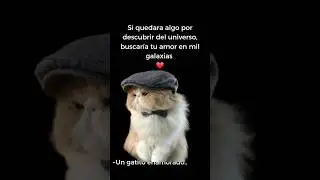 #enamorados #amor #gatos #cat #corazonmagico #greenscreen #fracesdeamor #teamo