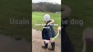 Fox Red Labrador Ada showing how to sprint up hills quicker than Usain Bolt!!