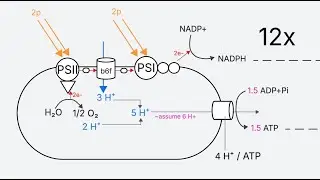 Calculating Energy Efficiency of Photosynthesis