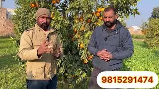 किन्नू का पौधे लगाने से पहले इस विडियो को ज़रूर देखें।