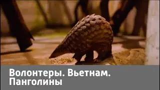 Волонтеры. Вьетнам. Панголины | Живая Планета