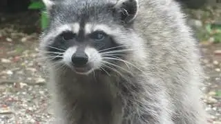 Mama Blue Eye fueling up for the Day