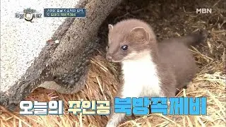 착한 얼굴에 그렇지 못한 성격♪ 북방족제비의 두 얼굴!