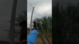 Slingshot Hunting Dove Perfect Kill #hunting #birdshunting #taseerhuntingofficial