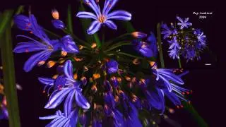 Donnacha Costello - To Thee This Night (I Will No Requiem Raise) 'Pop Ambient 2004' Album