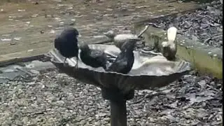 Bird bath time for the starlings 😍 #ukbirds #starlingbird #gardenbirds #birds #birdsbathing #uk