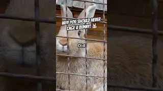 Почему никогда не следует держать кролика в клетке 🐇🚫