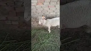 long Tell sheep.....male
