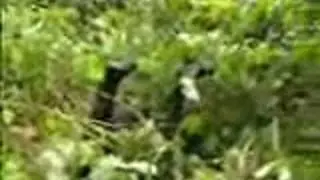 Lights Out, Gorilla Video