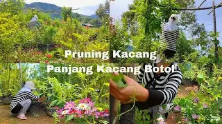 Pruning Kacang Panjang🫛 Kacang Botol 🩵Berkebun Di Belakang Rumah Backyard Garden Gardening