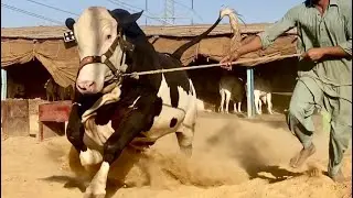 4 Behtreen Bachrey | Qurbani 2021 | Short Clip