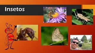 Insetos