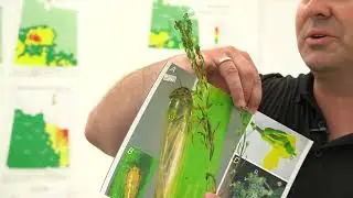 Aster Leafhopper in Saskatchewan