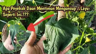 Apa Peyebab Daun Mentimun Menguncup / Layu Seperti Ini.!??