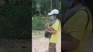 Baby Monkey Julie Really Need Mom Care