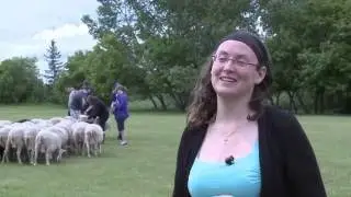 Sheep Grazing Program, Fort Saskatchewan